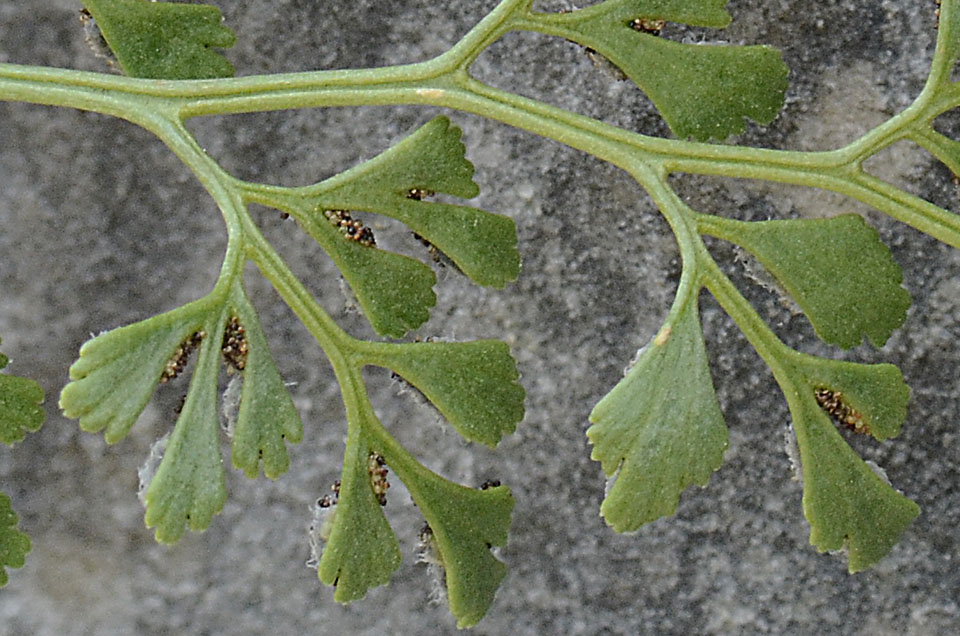 Asplenium ruta-muraria / Ruta di muro